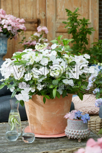 Hydrangea Runaway Bride® meets Hydrangea French Bolero Hydrangea Runaway Bride® meets Hydrangea French Bolero