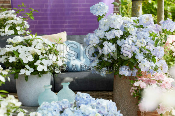 Hydrangea Runaway Bride® meets Hydrangea French Bolero Hydrangea Runaway Bride® meets Hydrangea French Bolero