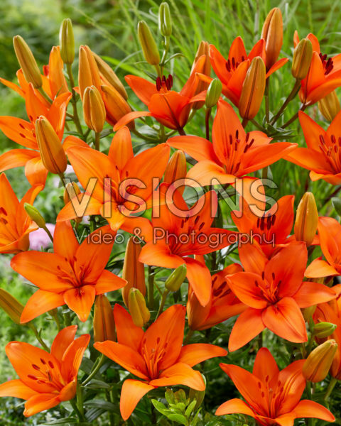 Lilium Orange Summer Lilium Orange Summer