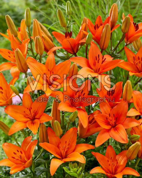Lilium Orange Summer