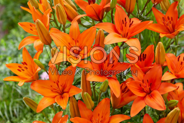 Lilium Orange Summer Lilium Orange Summer