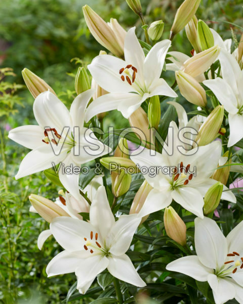 Lilium Snowdon Lilium Snowdon