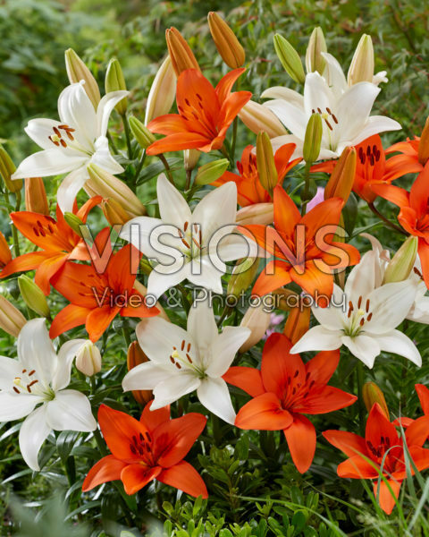 Lilium Snowdon, Orange Summer Lilium Snowdon, Orange Summer