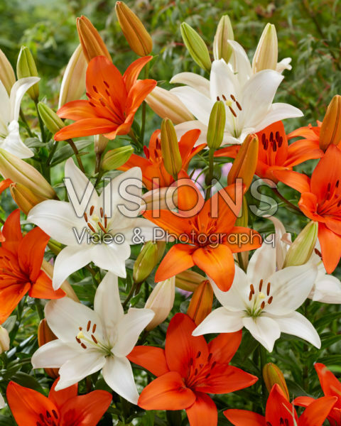 Lilium Snowdon, Orange Summer Lilium Snowdon, Orange Summer