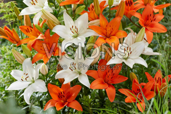 Lilium Snowdon, Orange Summer Lilium Snowdon, Orange Summer