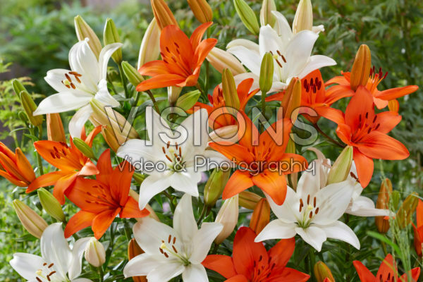 Lilium Snowdon, Orange Summer Lilium Snowdon, Orange Summer