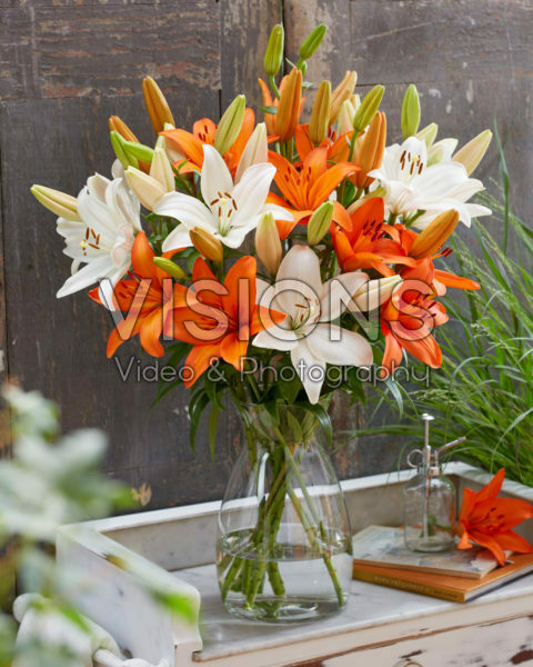 Lilium Snowdon, Orange Summer Lilium Snowdon, Orange Summer