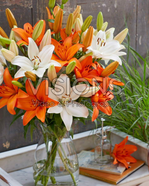 Lilium Snowdon, Orange Summer Lilium Snowdon, Orange Summer