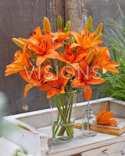 Lilium Orange Summer Lilium Orange Summer