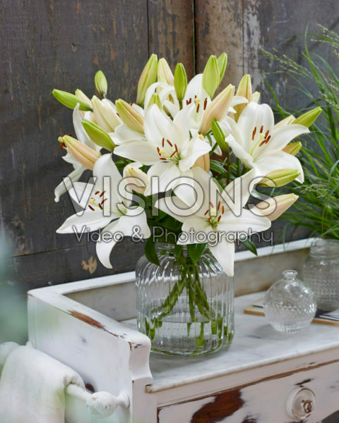 Lilium Snowdon Lilium Snowdon