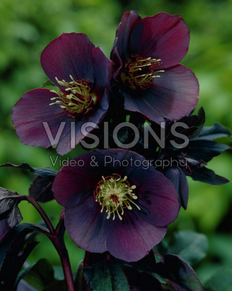 Helleborus orientalis Blue Lady Helleborus orientalis Blue Lady
