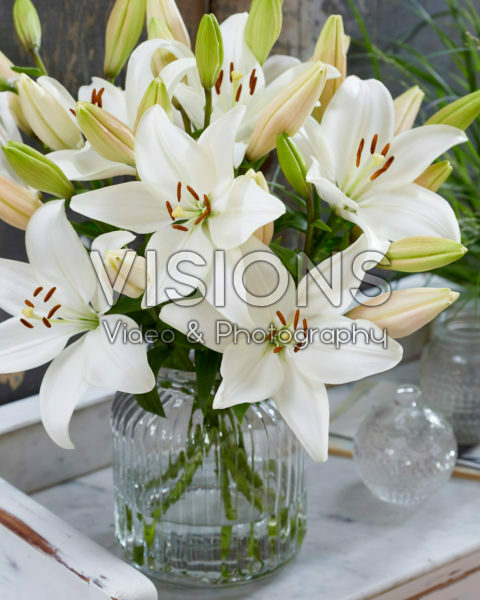 Lilium Snowdon Lilium Snowdon