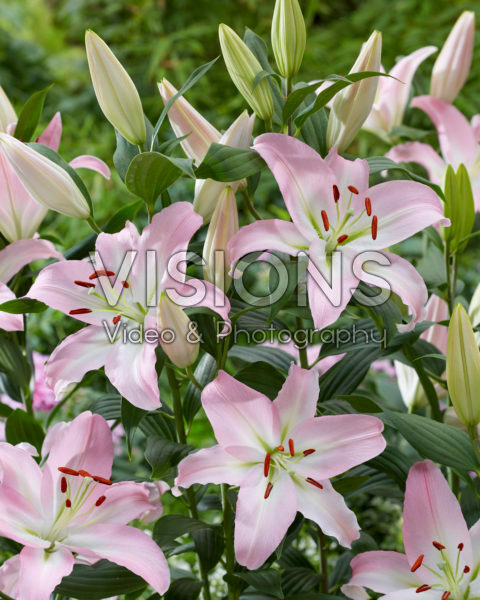 Lilium Pink Nieuws