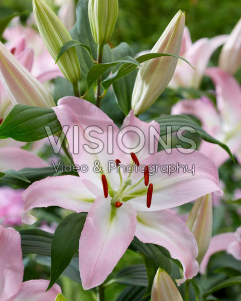 Lilium Pink News