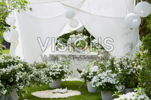 Hydrangea Runaway Bride® Hydrangea Runaway Bride®