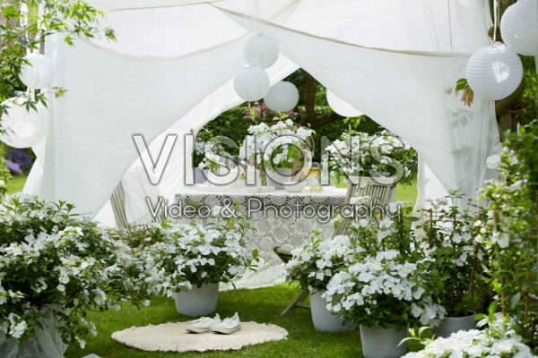 Hydrangea Runaway Bride® Hydrangea Runaway Bride®