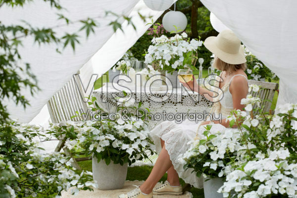 Hydrangea Runaway Bride® Hydrangea Runaway Bride®