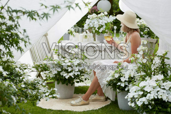 Hydrangea Runaway Bride® Hydrangea Runaway Bride®
