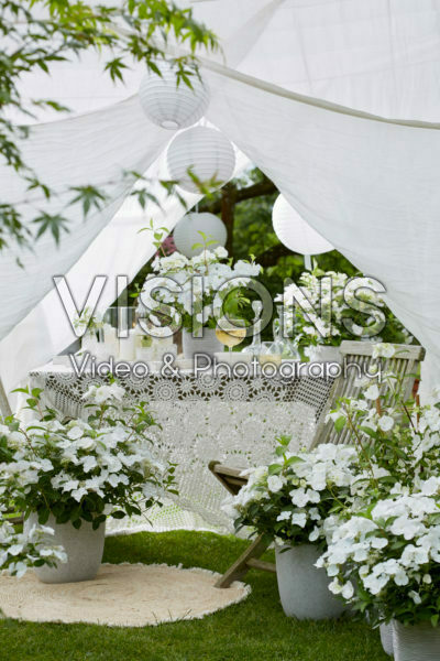 Hydrangea Runaway Bride® Hydrangea Runaway Bride®