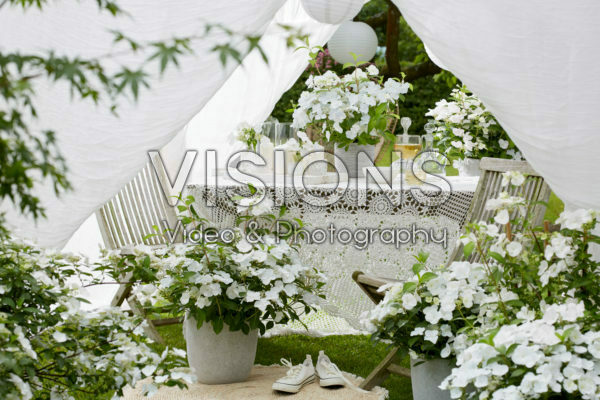 Hydrangea Runaway Bride® Hydrangea Runaway Bride®