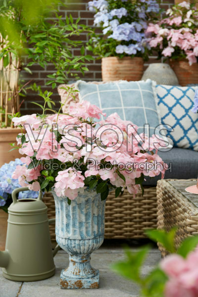 Hydrangea French Bolero Hydrangea French Bolero
