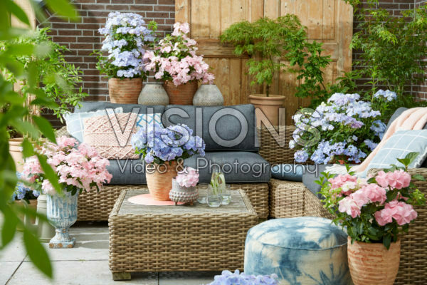 Hydrangea French Bolero