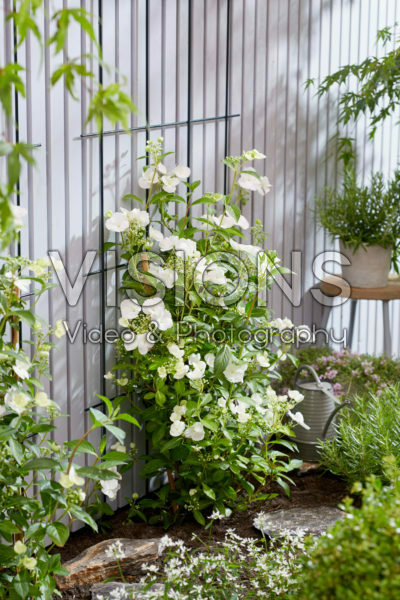 Hydrangea Runaway Bride® Hydrangea Runaway Bride®