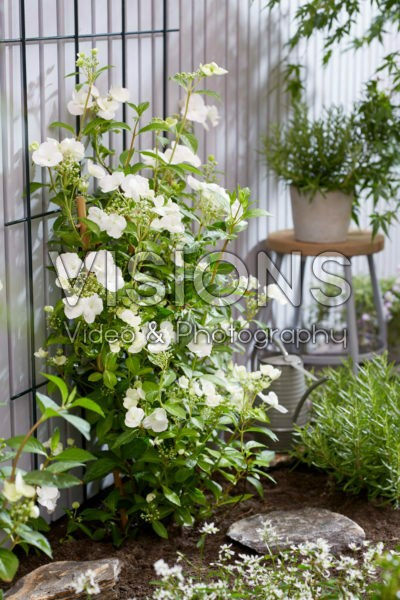 Hydrangea Runaway Bride® Hydrangea Runaway Bride®