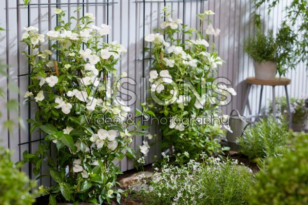 Hydrangea Runaway Bride® Hydrangea Runaway Bride®