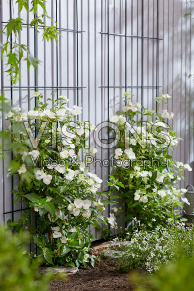 Hydrangea Runaway Bride®
