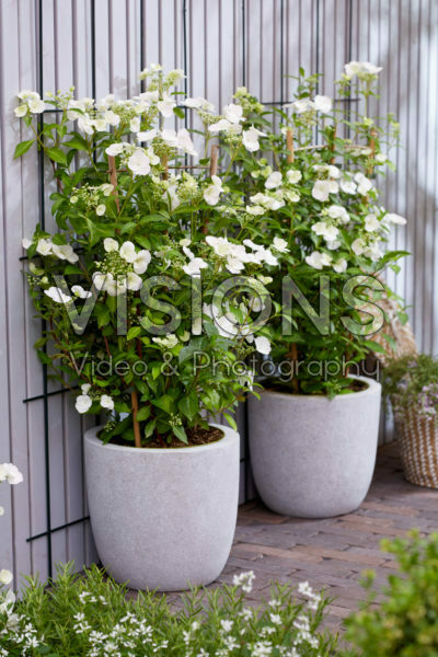 Hydrangea Runaway Bride®