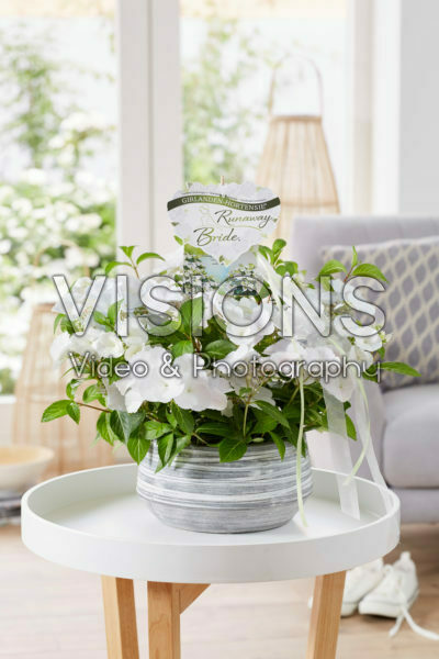 Hydrangea Runaway Bride® Hydrangea Runaway Bride®