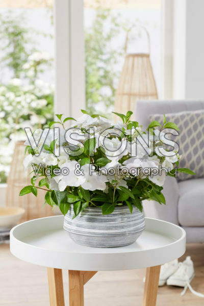 Hydrangea Runaway Bride® Hydrangea Runaway Bride®