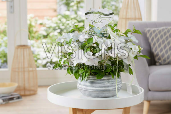 Hydrangea Runaway Bride®