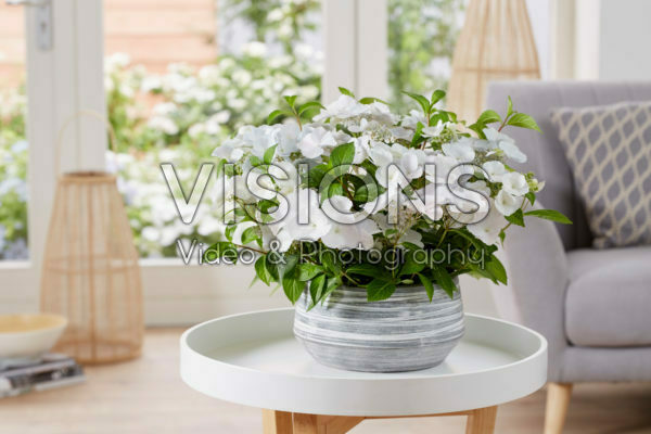 Hydrangea Runaway Bride® Hydrangea Runaway Bride®