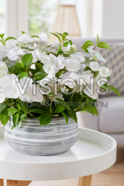 Hydrangea Runaway Bride® Hydrangea Runaway Bride®