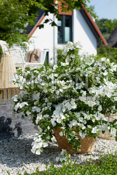 Hydrangea Runaway Bride® Hydrangea Runaway Bride®
