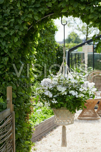 Hydrangea Runaway Bride® Hydrangea Runaway Bride®