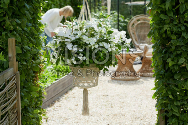 Hydrangea Runaway Bride® Hydrangea Runaway Bride®