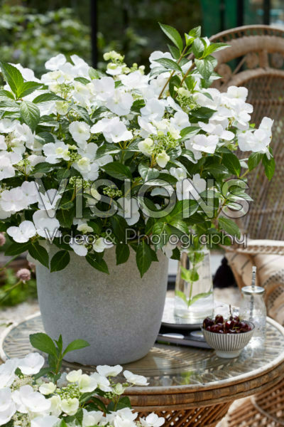 Hydrangea Runaway Bride® Hydrangea Runaway Bride®
