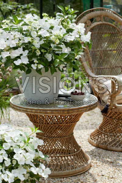 Hydrangea Runaway Bride® Hydrangea Runaway Bride®