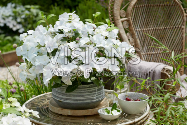 Hydrangea Runaway Bride® Hydrangea Runaway Bride®