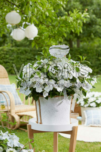Hydrangea Runaway Bride® Hydrangea Runaway Bride®
