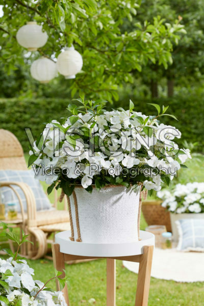 Hydrangea Runaway Bride®