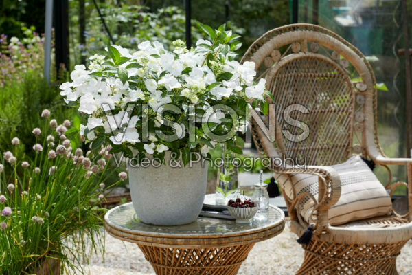 Hydrangea Runaway Bride®