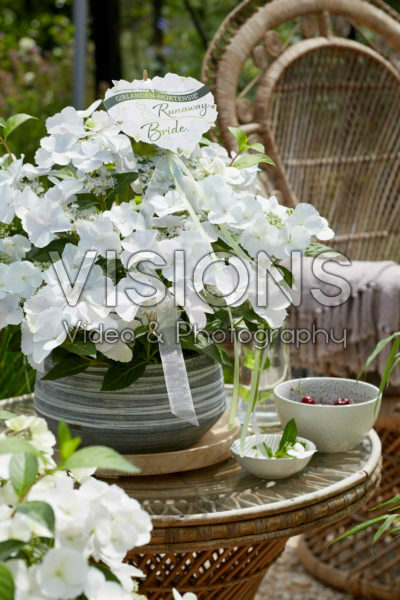 Hydrangea Runaway Bride®