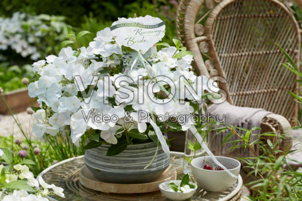 Hydrangea Runaway Bride®