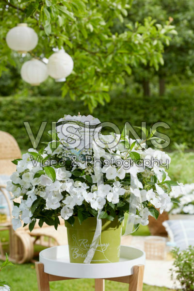 Hydrangea Runaway Bride® Hydrangea Runaway Bride®