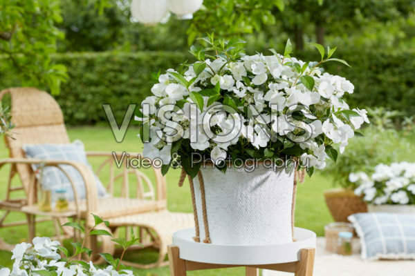Hydrangea Runaway Bride® Hydrangea Runaway Bride®