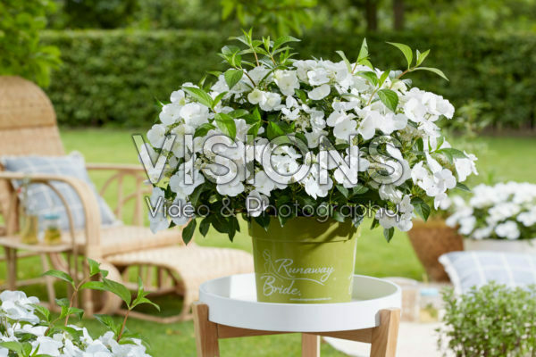 Hydrangea Runaway Bride® Hydrangea Runaway Bride®